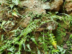 Asplenium pinnatifidum