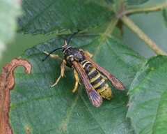 Pennisetia marginatum