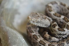 Crotalus ravus