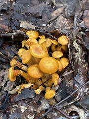 Omphalotus illudens