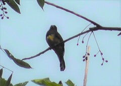 Trogon caligatus