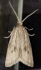 Ditula joannisiana