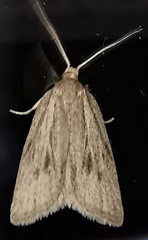 Ditula joannisiana