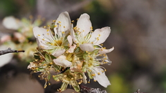 Prunus fremontii