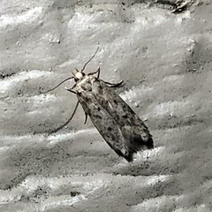 Dichomeris punctipennella