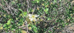 Prunus fremontii