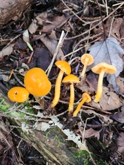 Gliophorus