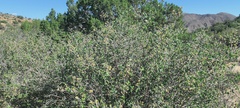 Prunus fremontii