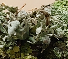 Ramalina fastigiata