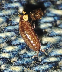 Trichoniscus pusillus