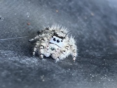 Phidippus otiosus