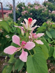 Bauhinia monandra
