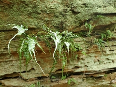 Asplenium pinnatifidum