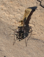 Cicindela tranquebarica