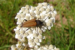 Lepturini