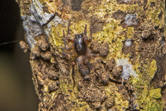 Clubionidae