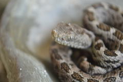 Crotalus ravus