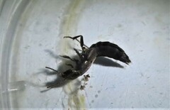 Ocypus aeneocephalus