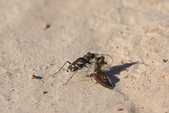 Cicindela tranquebarica