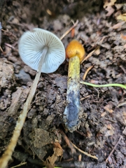 Hygrocybe conica