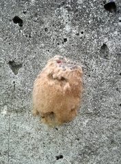 Lymantria dispar dispar