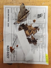 Marasmius fulvoferrugineus