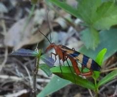 Panorpa nuptialis