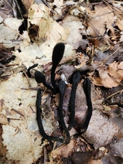 Trichoglossum