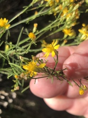 Gutierrezia californica