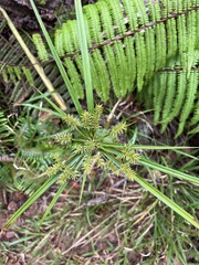 Cyperus meyenianus