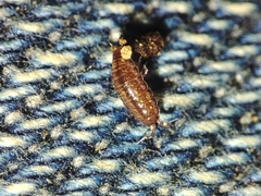 Trichoniscus pusillus