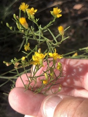 Gutierrezia californica
