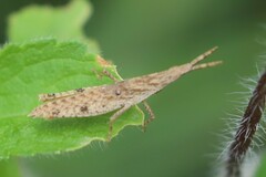 Atractomorpha similis