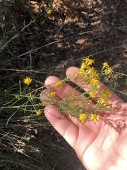 Gutierrezia californica