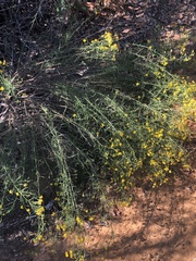 Gutierrezia californica