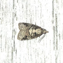 Platynota exasperatana