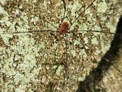 Leiobunum aldrichi