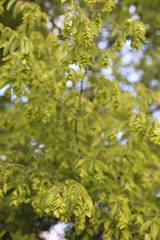 Carpinus orientalis