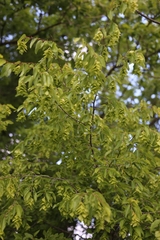 Carpinus orientalis