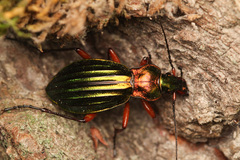 Carabus auronitens
