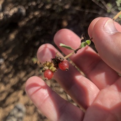Lonicera subspicata denudata