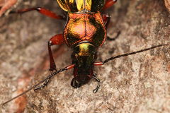 Carabus auronitens
