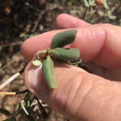 Lonicera subspicata denudata