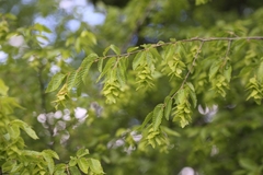 Carpinus orientalis