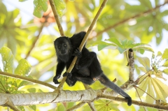 Alouatta pigra