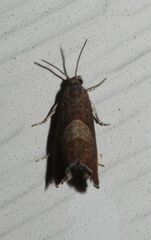 Dichrorampha acuminatana