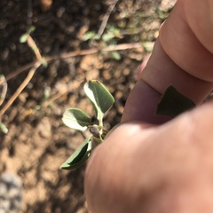 Lonicera subspicata denudata