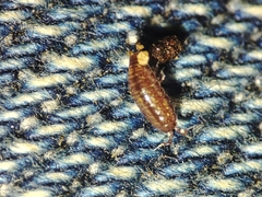 Trichoniscus pusillus