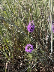 Liatris punctata