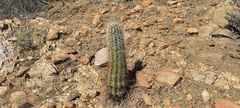 Echinocereus engelmannii engelmannii